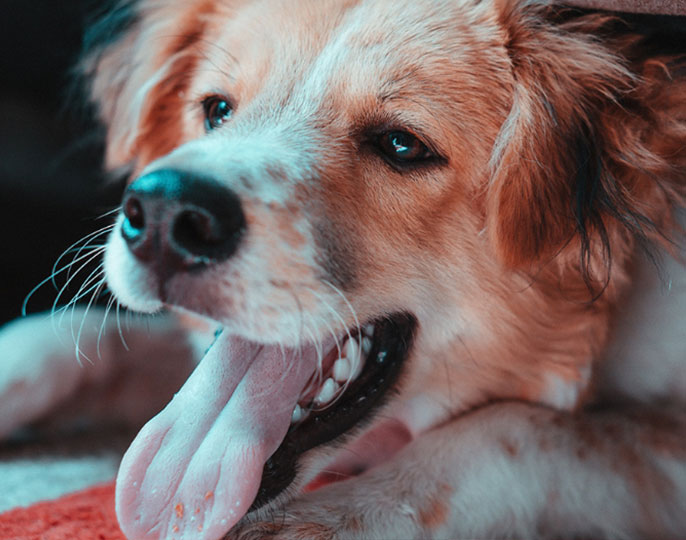A Pet-Friendly Hotel