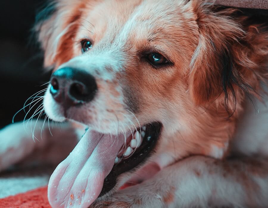 A Pet-Friendly Hotel