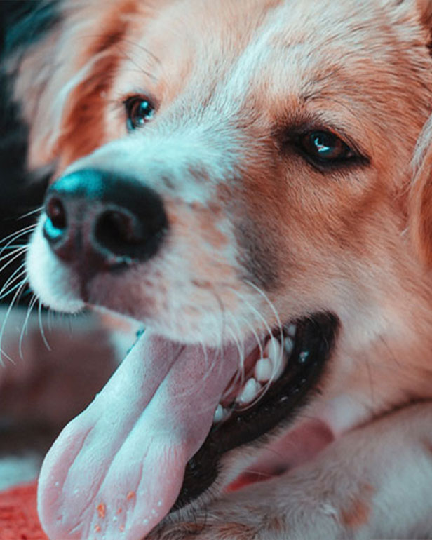 A Pet-Friendly Hotel